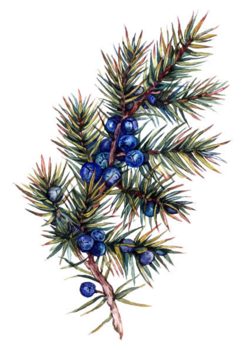 Juniper berries
