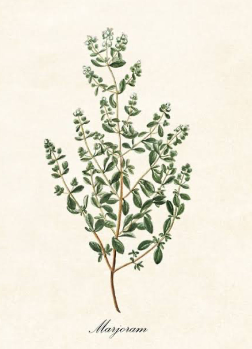 Marjoram