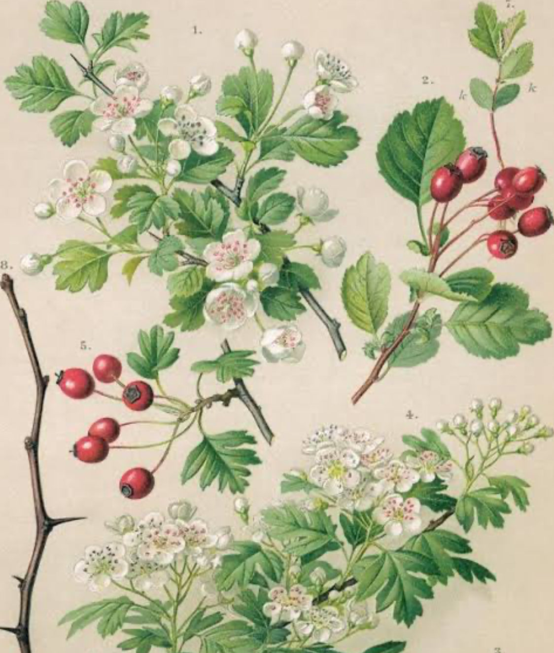 Hawthorn