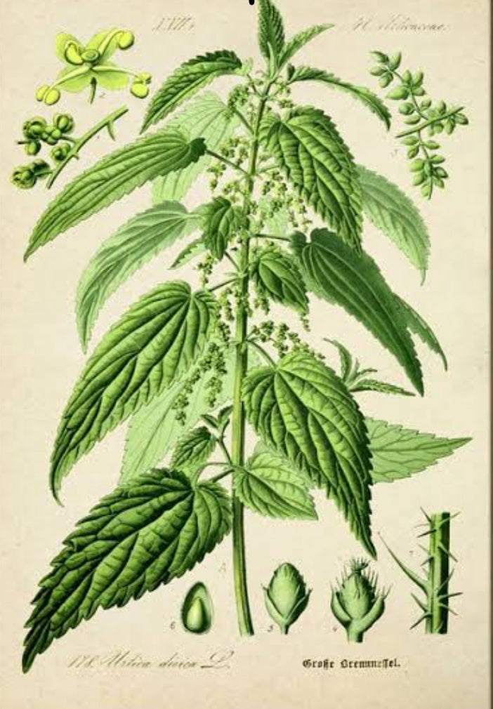 NETTLE - Organic - Protection, Dispels negative energies, Purification