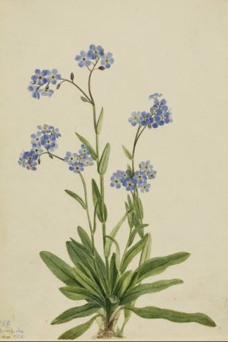 Forget-me-not