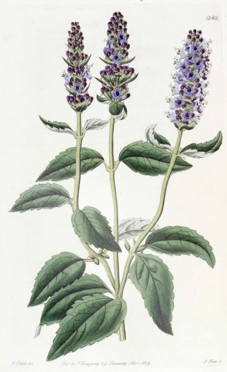 Hyssop