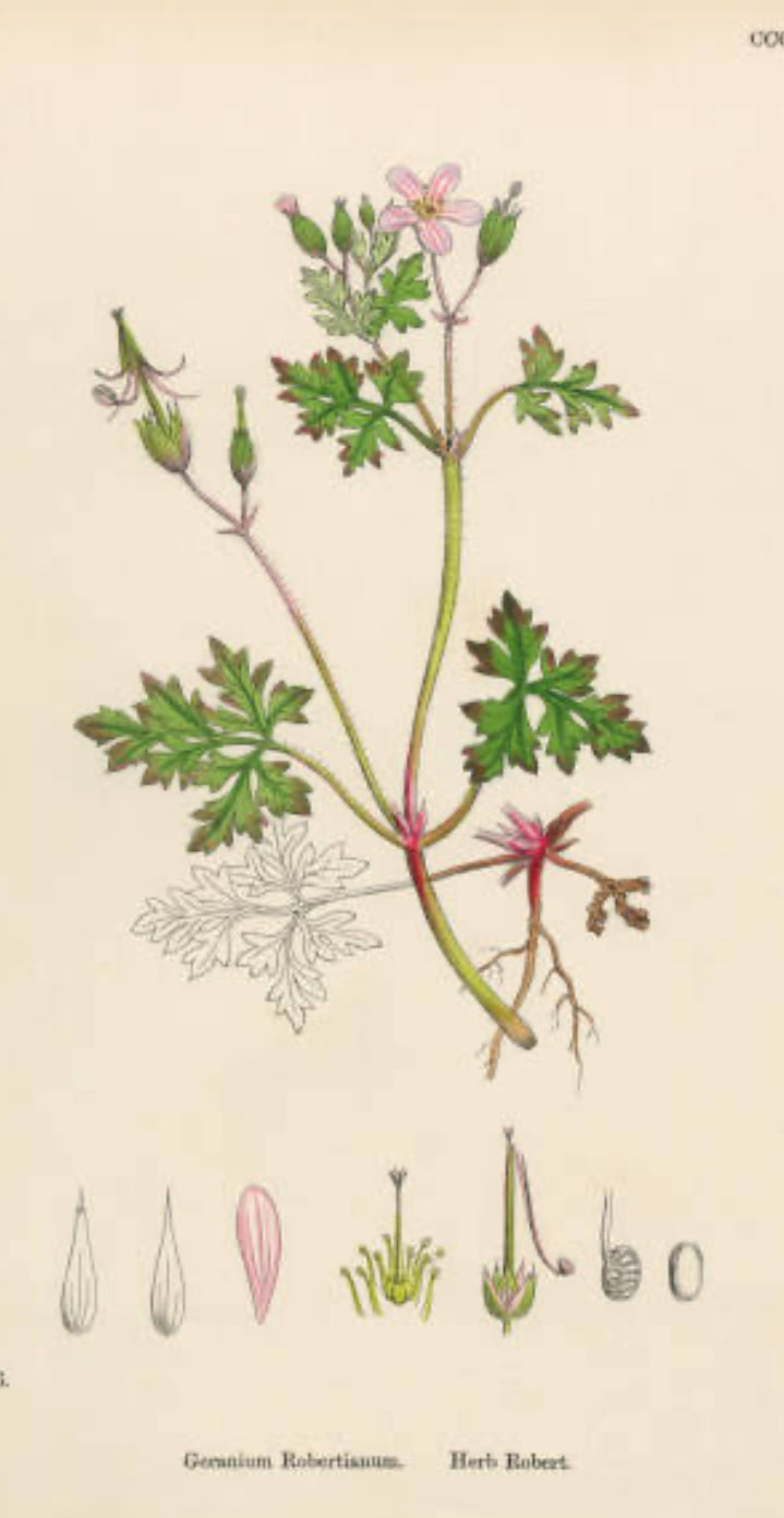 Herb Robert