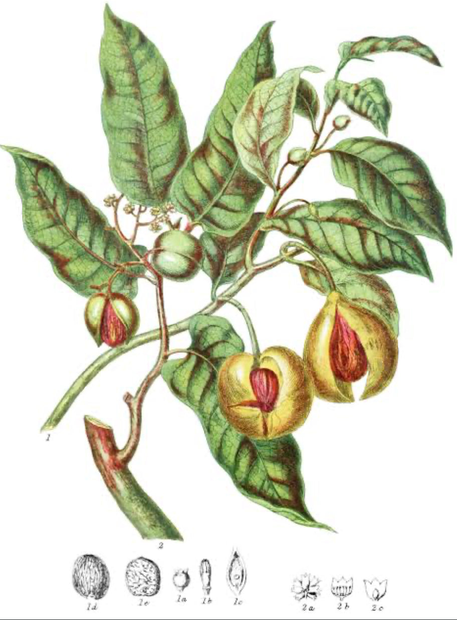 Nutmeg