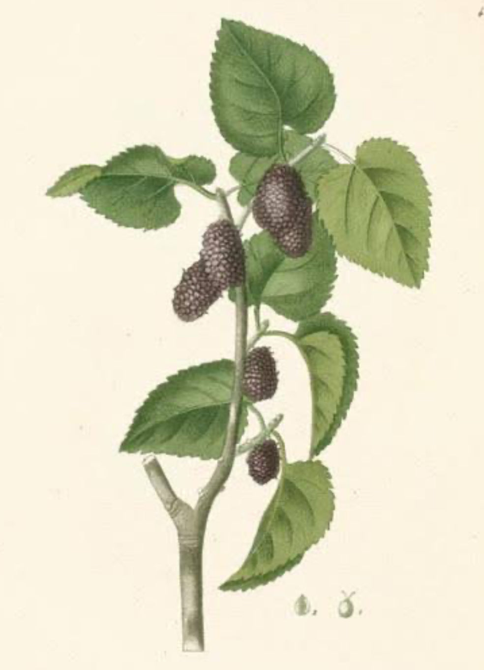 Mulberry