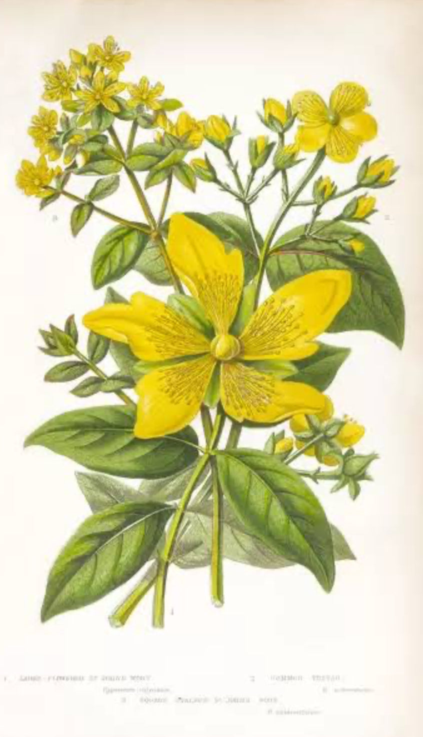 St John's Wort