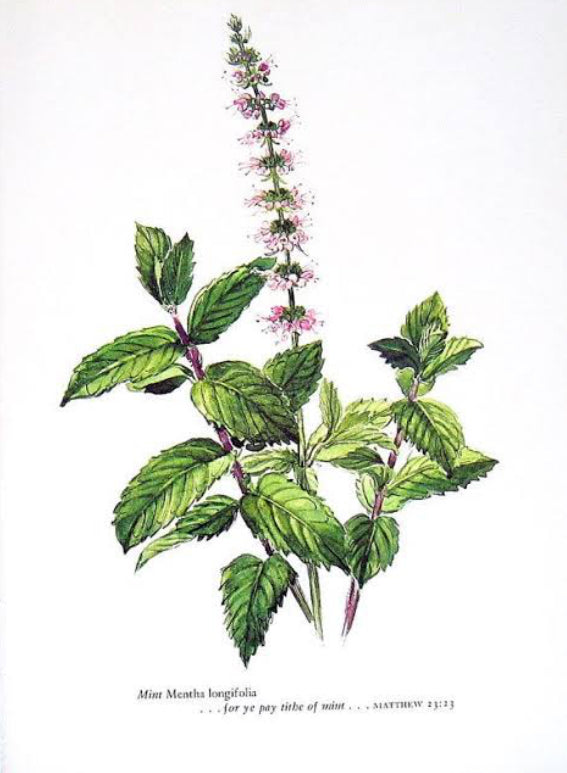Peppermint