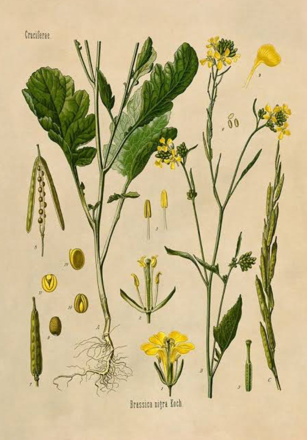 Mustard seeds (Eye of Newt)