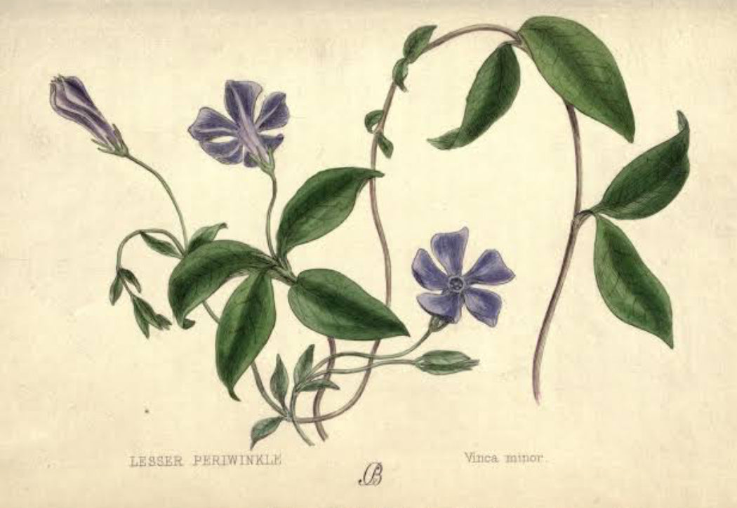 Periwinkle