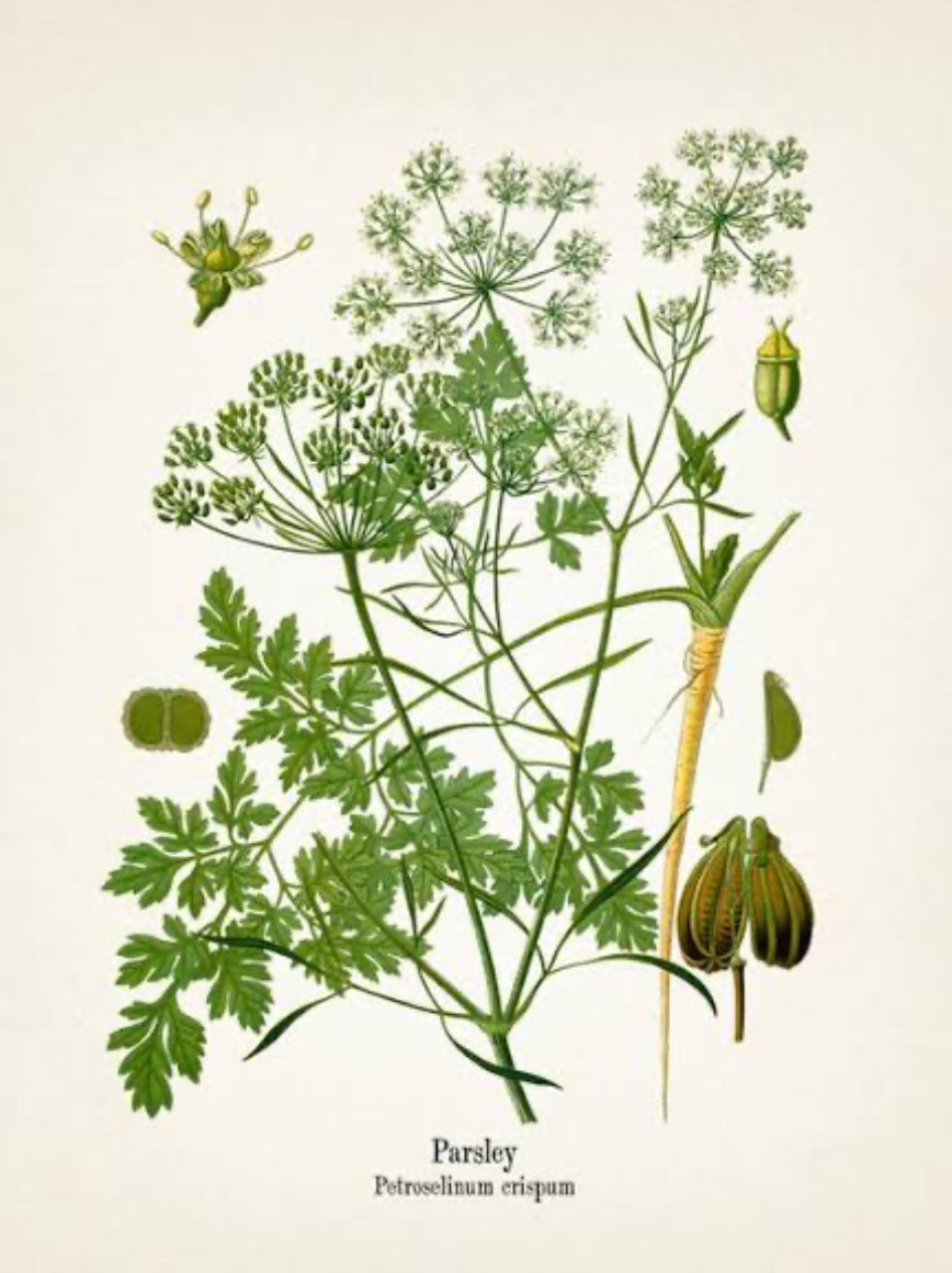 Parsley
