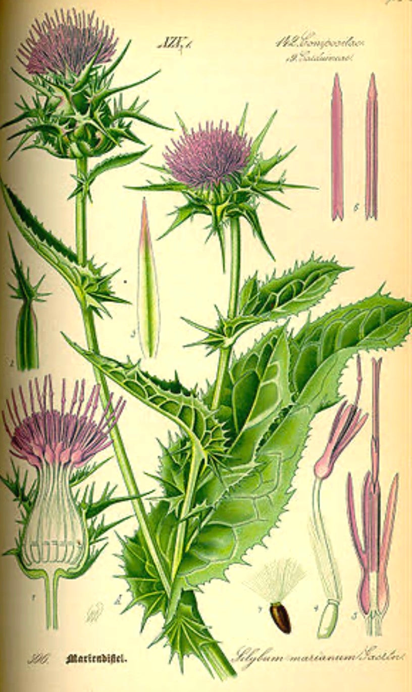 St Mary’s Thistle seed