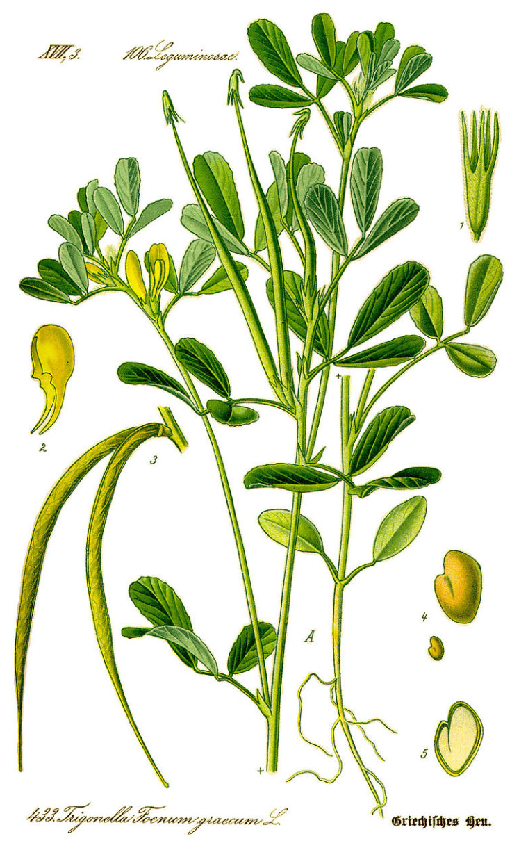 Fenugreek