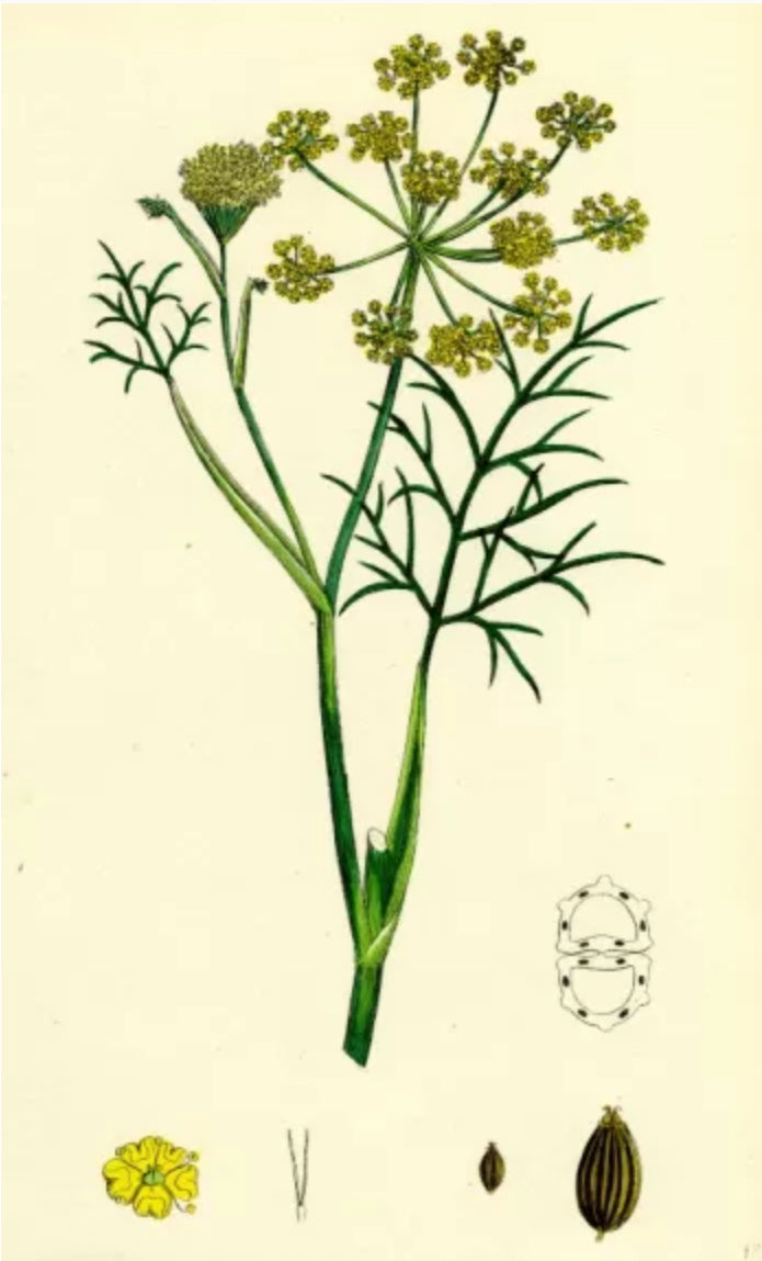 Fennel