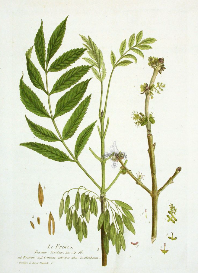 ASH - Wild foraged - Earth magick, Connection, Grounding