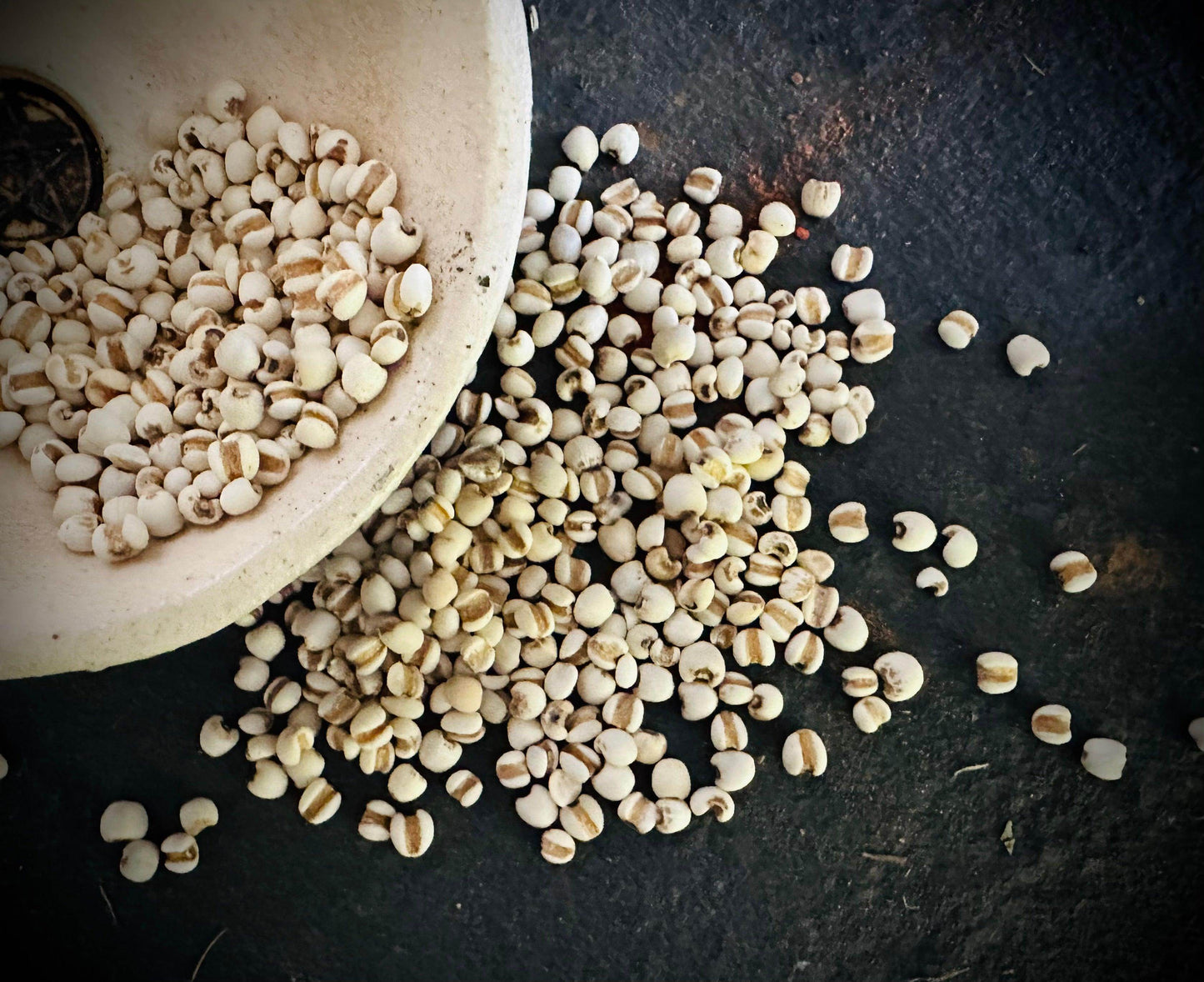 Jobs Tears - Organic - Euphemia Blackthorne