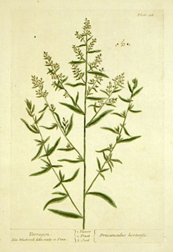Tarragon