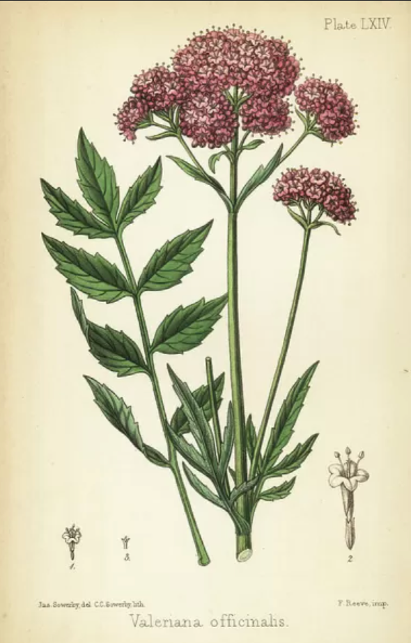 Valerian
