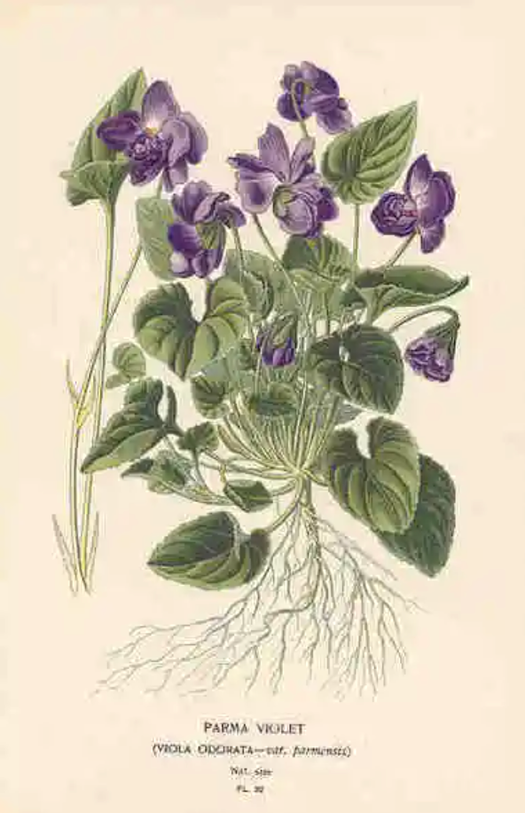 Violet leaves