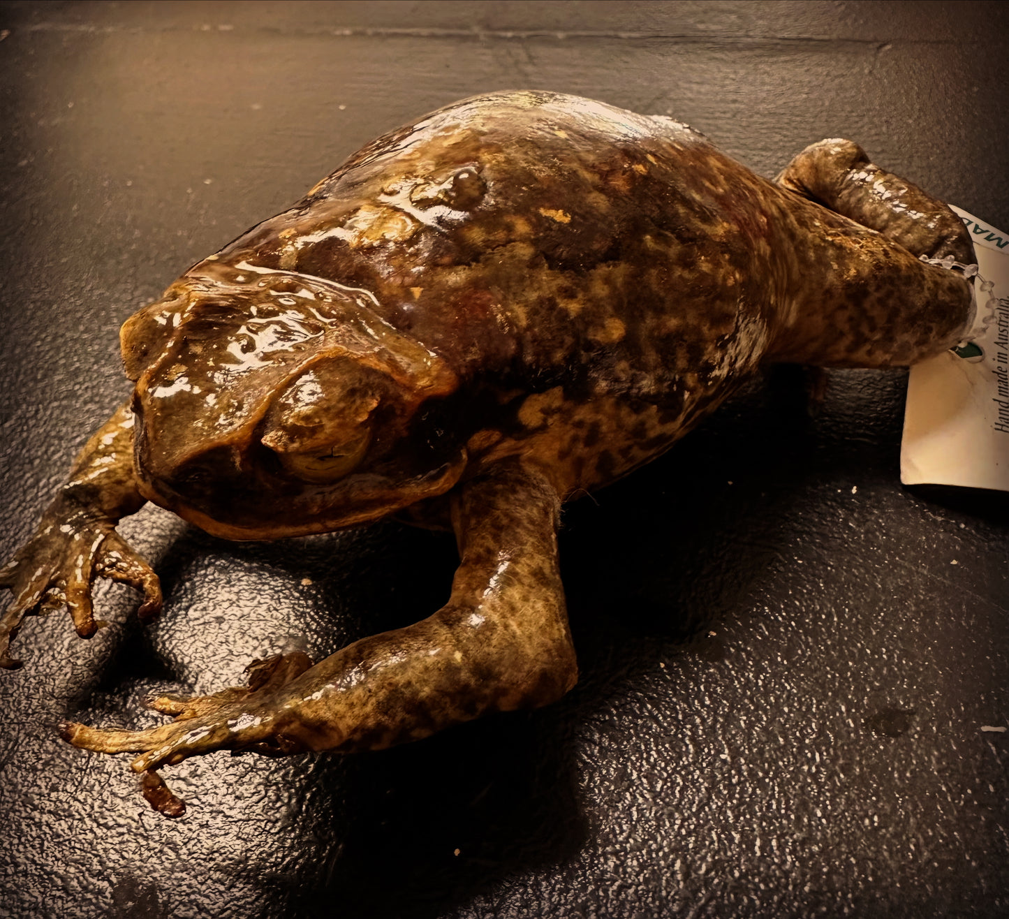 Toad - Witches’ familiar - taxidermy