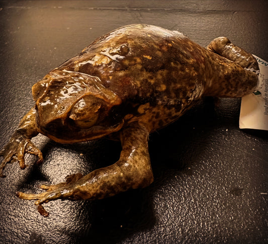 Toad - Witches’ familiar - taxidermy