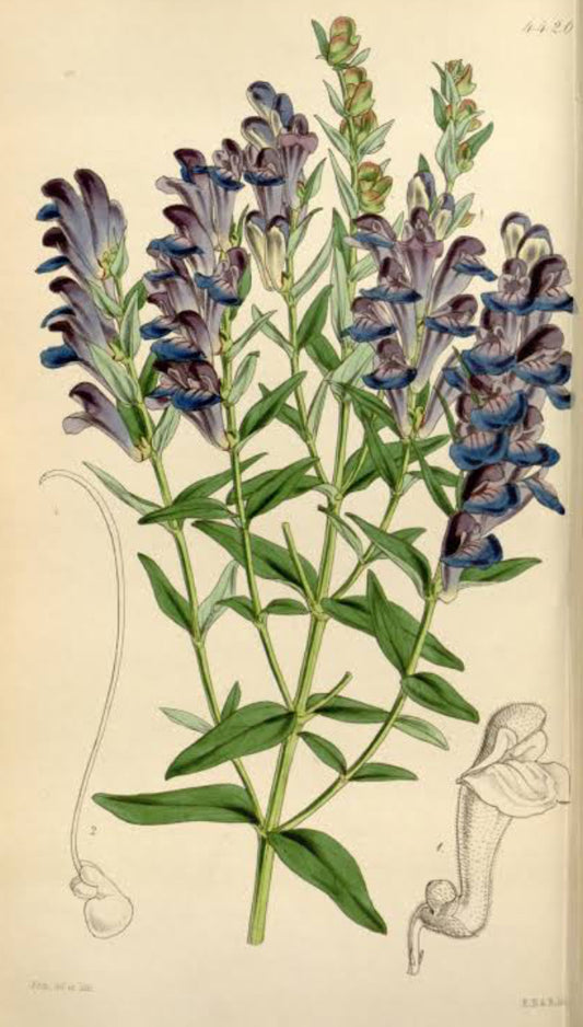Skullcap