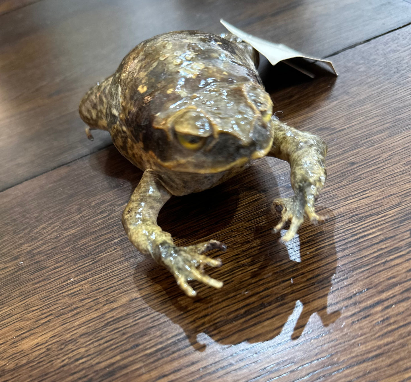 Toad - Witches’ familiar - taxidermy