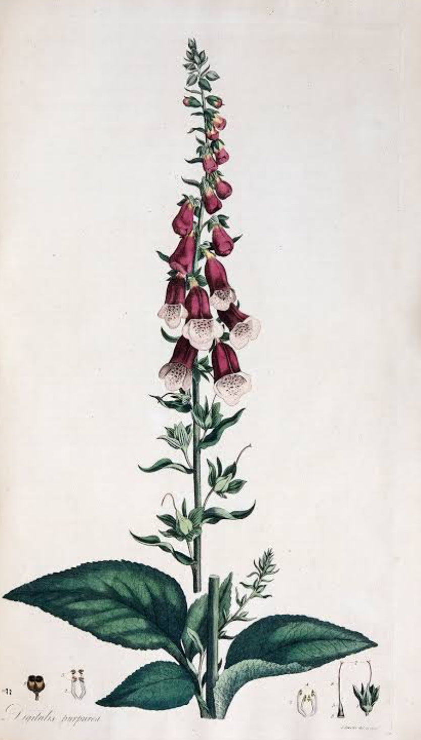 Foxglove