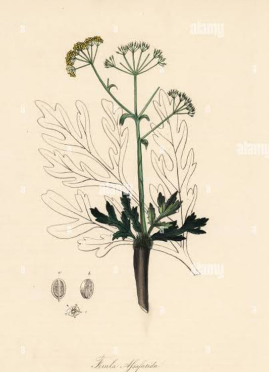 Asafoetida