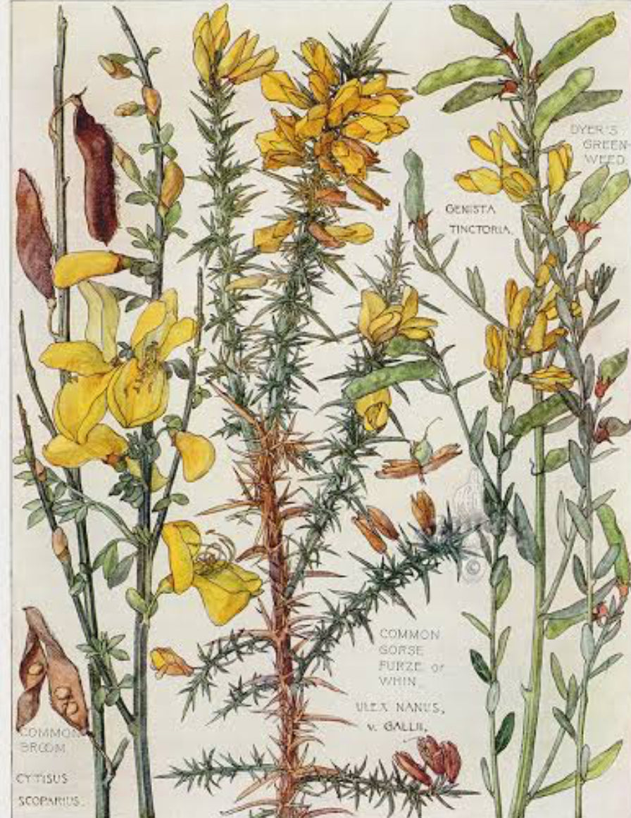Gorse