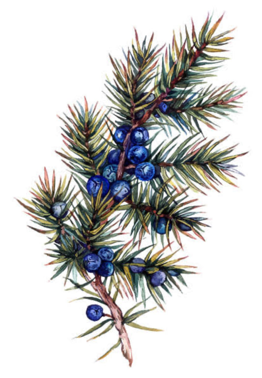 Juniper berries