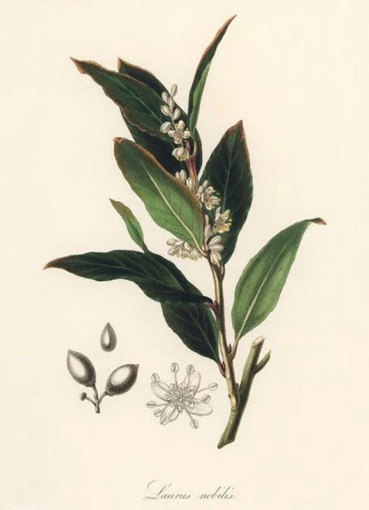 Bay leaves