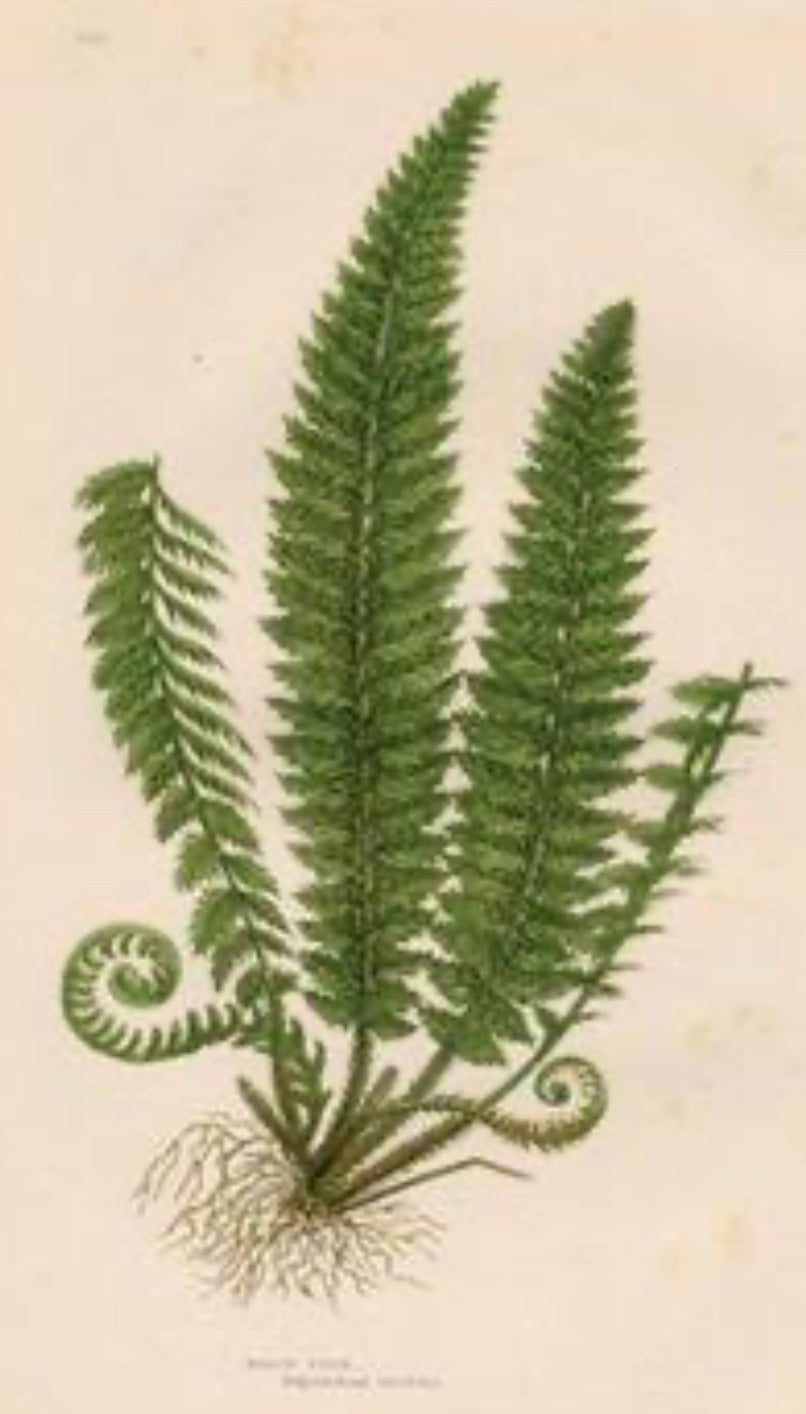Fern