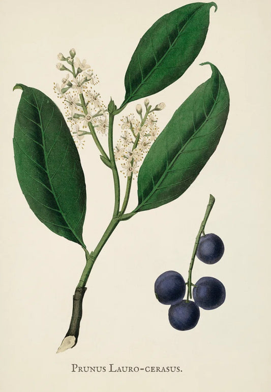 Bayberry