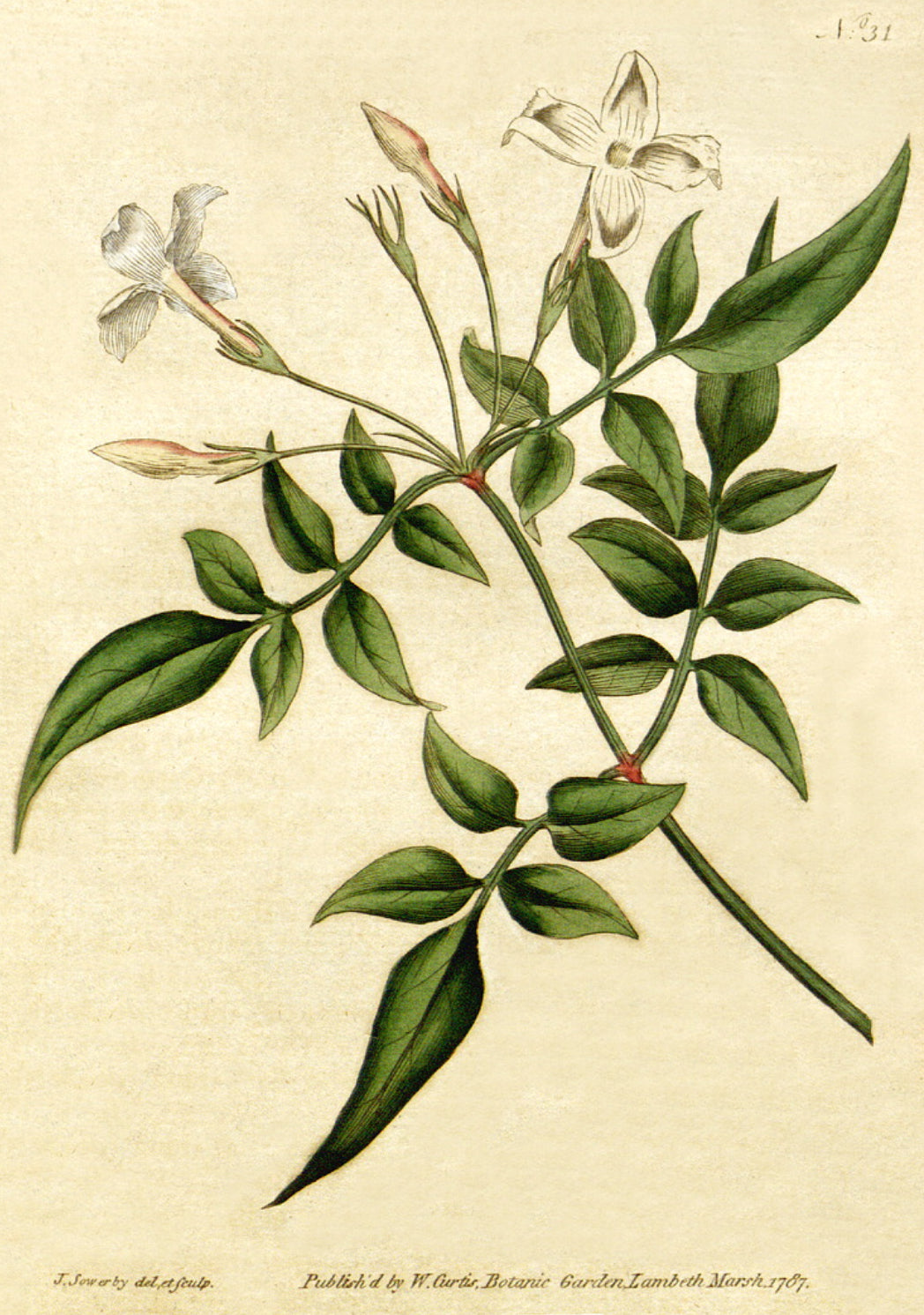Jasmine