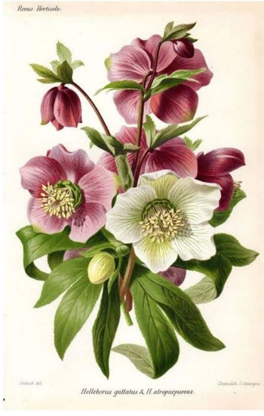 Hellebore