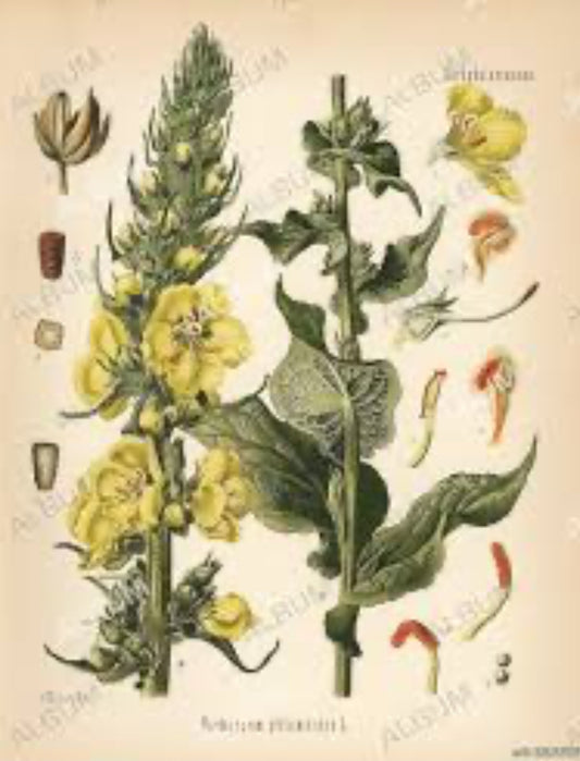 Mullein