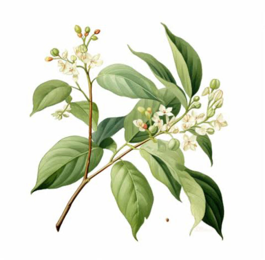 Lemon Myrtle
