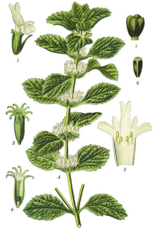 Horehound