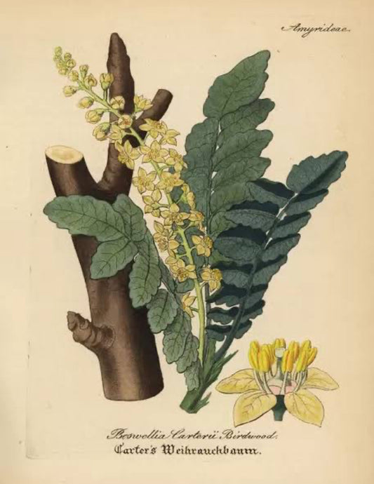 Frankincense