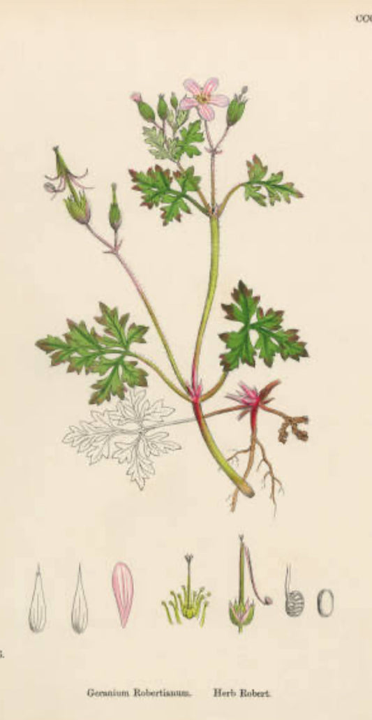 Herb Robert