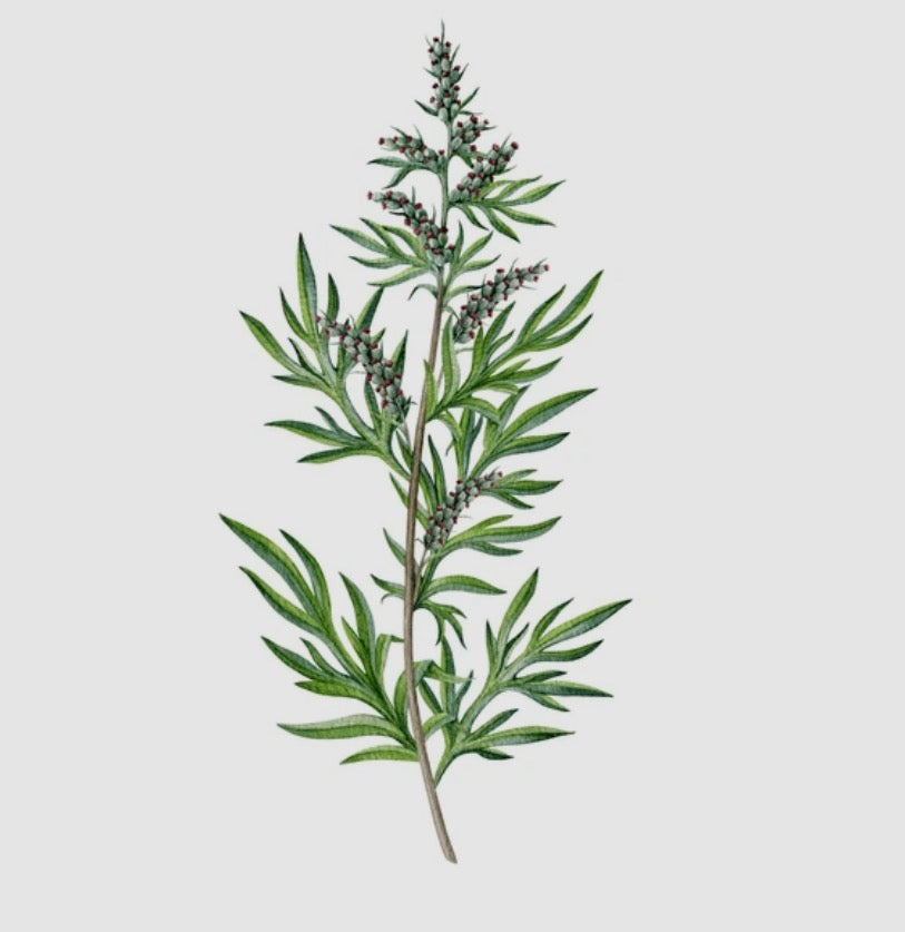 Mugwort - Home grown - Organic