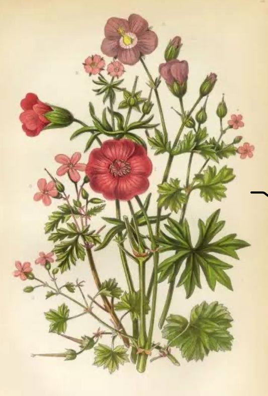 Geranium