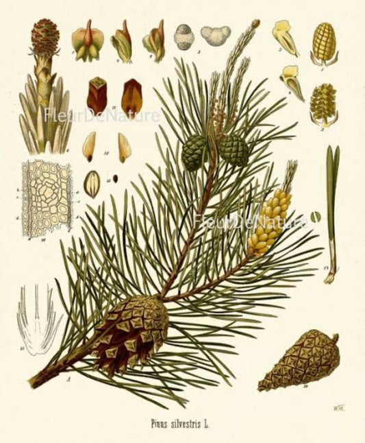 Pine