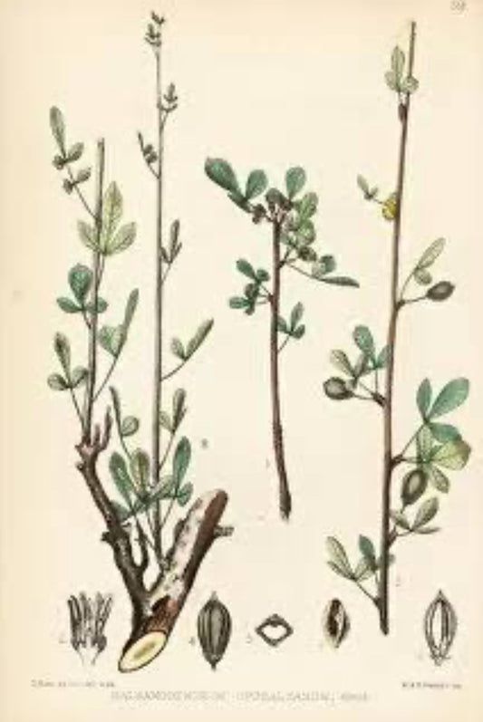 Balm of Gilead