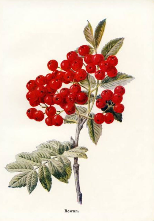 Rowan
