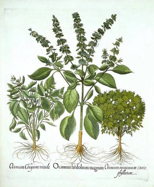 Basil