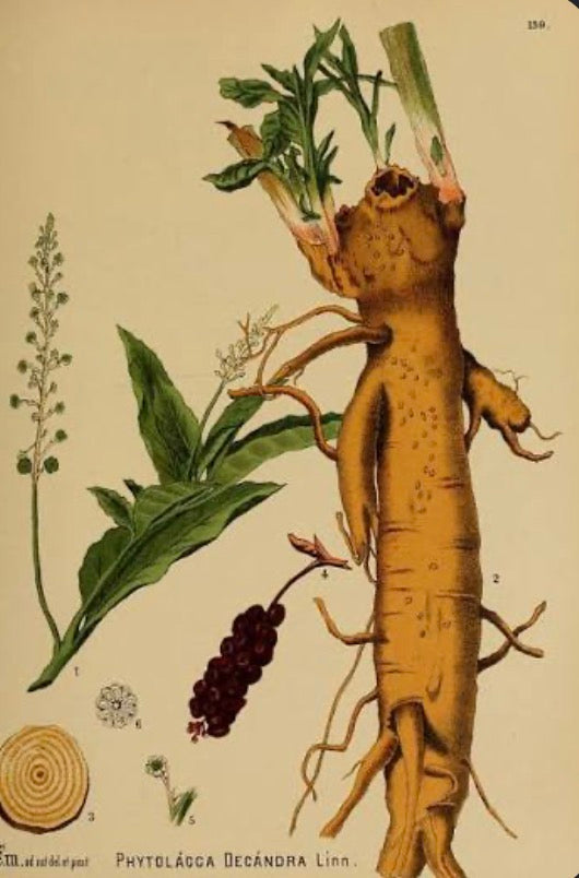 Wild American Pokeroot - Baneful!