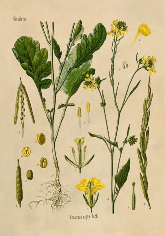 Mustard seeds (Eye of Newt)