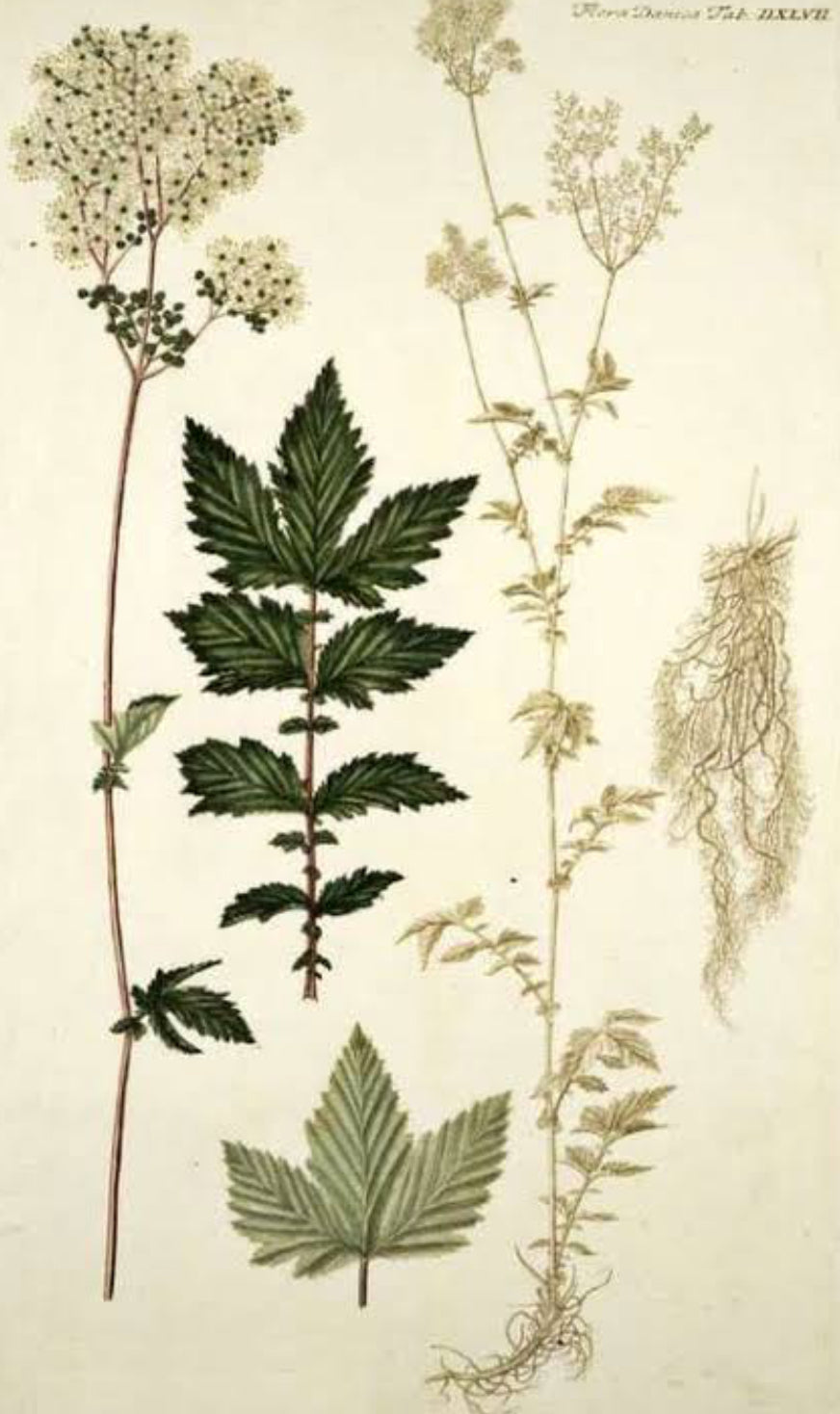 Meadowsweet