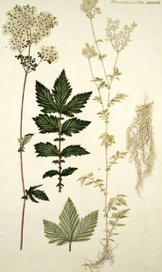Meadowsweet